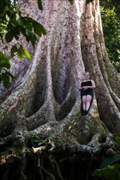 The trunk of the giant Dao tree, one of the scenic attraction of the area: by iamdikya, Views[1739]