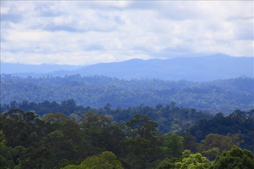 Landscape of Gunung Lumut at North Barito District in Central Kalimantan covered by tropical rain forest. This protected forest areas is a tower of fresh water for communities in three provinces in Kalimantan. For Muara Mea villagers, Gunung Lumut is a sacred place. They believe that their spirit will dwell in the mountain when they died before reaching heaven. 