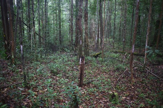 The boundaries of protected forest areas Lampeong-Gunung Lumut at North Barito District in Central Kalimantan. This tropical rain forest which surrounded by plantations and logging companies is a sacred place for Muara Mea villagers. Therefore, Muara Mea villagers take initiative to proposed the forest area in Gunung Lumut as national park to Indonesian Government.

