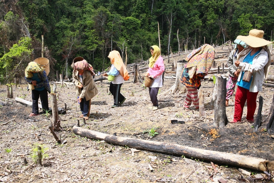 Women from Muara Mea sow rice seeds in the field. They live from farming by utilizing shifting cultivation. But they will  not return for farming in the same place before the land back into forest. However, Muara Mea villagers who live outside of protected forest areas of Lampeong-Gunung Lumut always keep their activities away from the sacred area.   