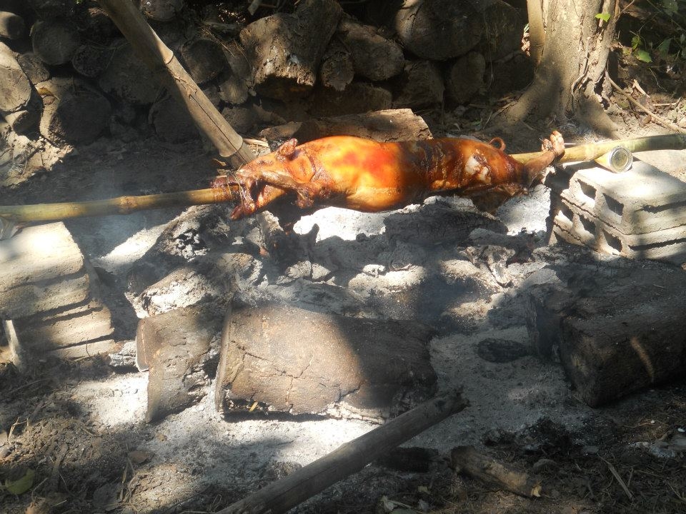The traditional way of cooking Philippines' native Lechon (roasted pig)