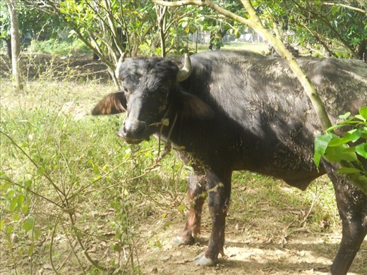 A quick shot with the famous Philippine Carabao.