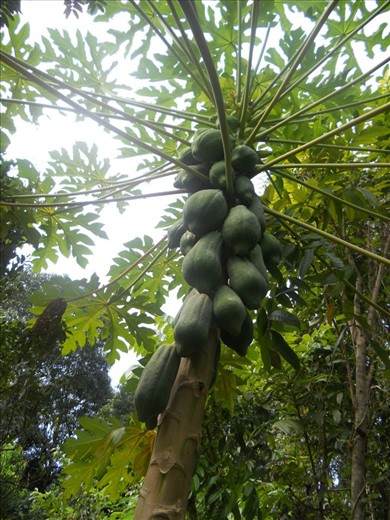 One of the nature's blessing. A fruitful Papaya tree from my friend's place.