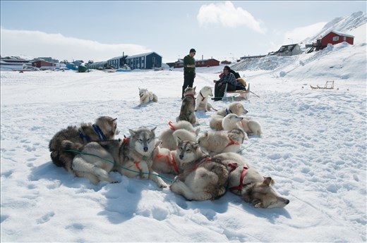 Henrik and his dog team, ready to head out.