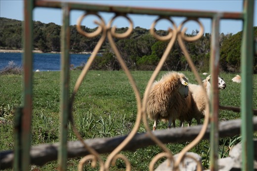 Golden Fleece. A primary economic resource for the island, their gold.