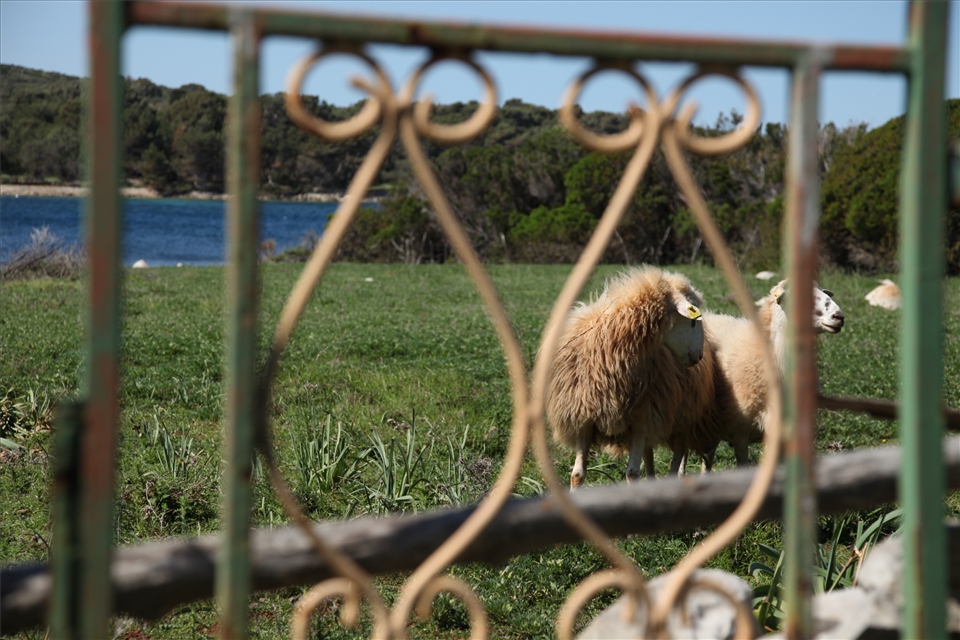 Golden Fleece. A primary economic resource for the island, their gold.