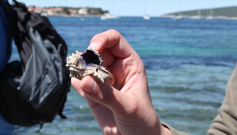 Memories. Nostalgia. An imaginative shell, the sea through it, the world.