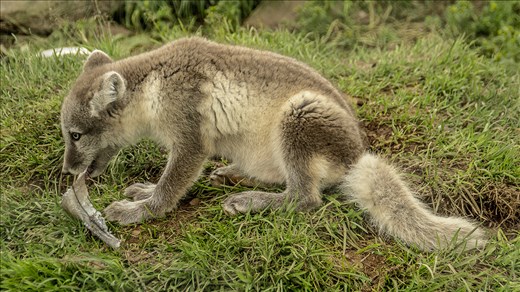 This arctic fox is cared by a asociacion but soon he'll be white and free.