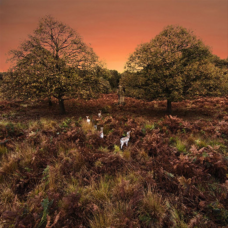 Deers in the Richmond Park in London at sunrise 