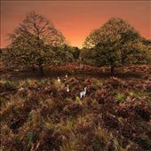 Deers in the Richmond Park in London at sunrise : by icreatelife2014, Views[221]