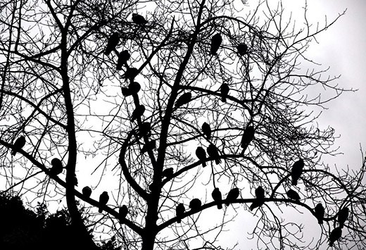 Birds in Battersea Park in London 