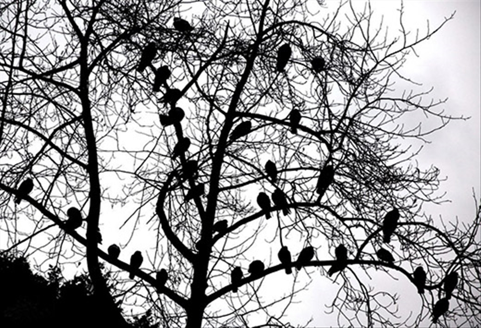 Birds in Battersea Park in London 