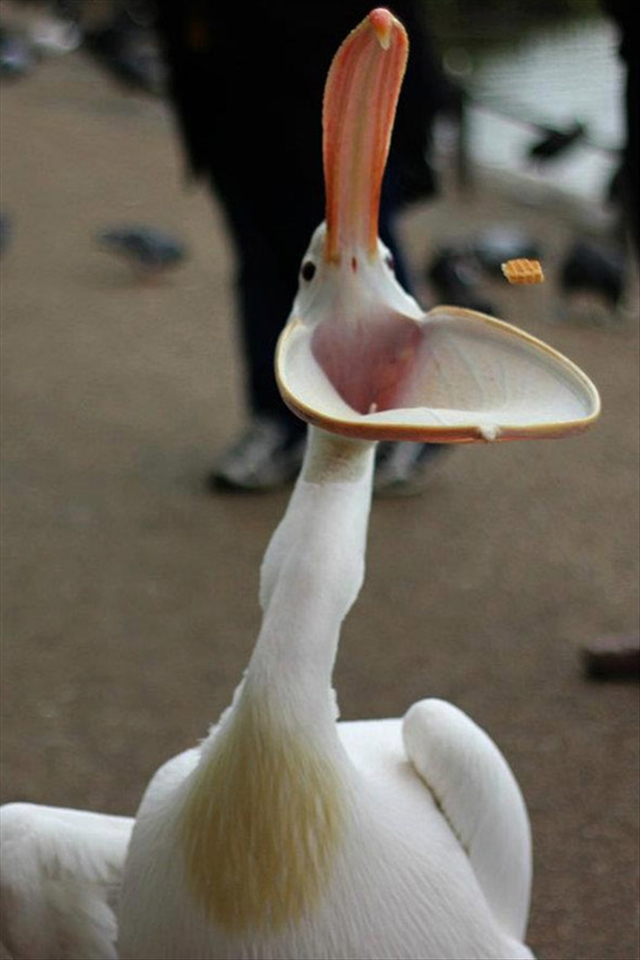 A cookie fed to the pelican in the Hyde Park in London 