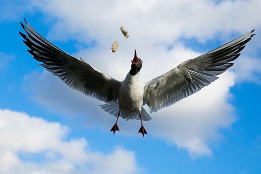 Seagull in the Hyde Park in London 