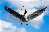 Seagull in the Hyde Park in London : by icreatelife2014, Views[229]