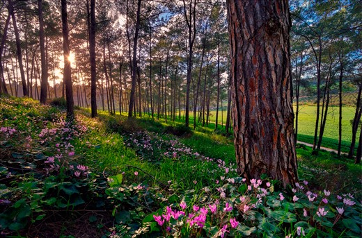 Cyclamen flowers blooming in northern Israel.