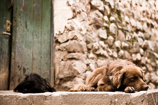 Lazy dogs on the brick path around the oasis.