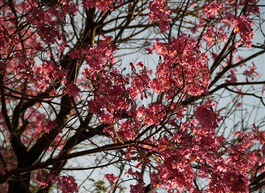 Colures, scents, and senses  remain so alive in a memory on a lapacho flower.