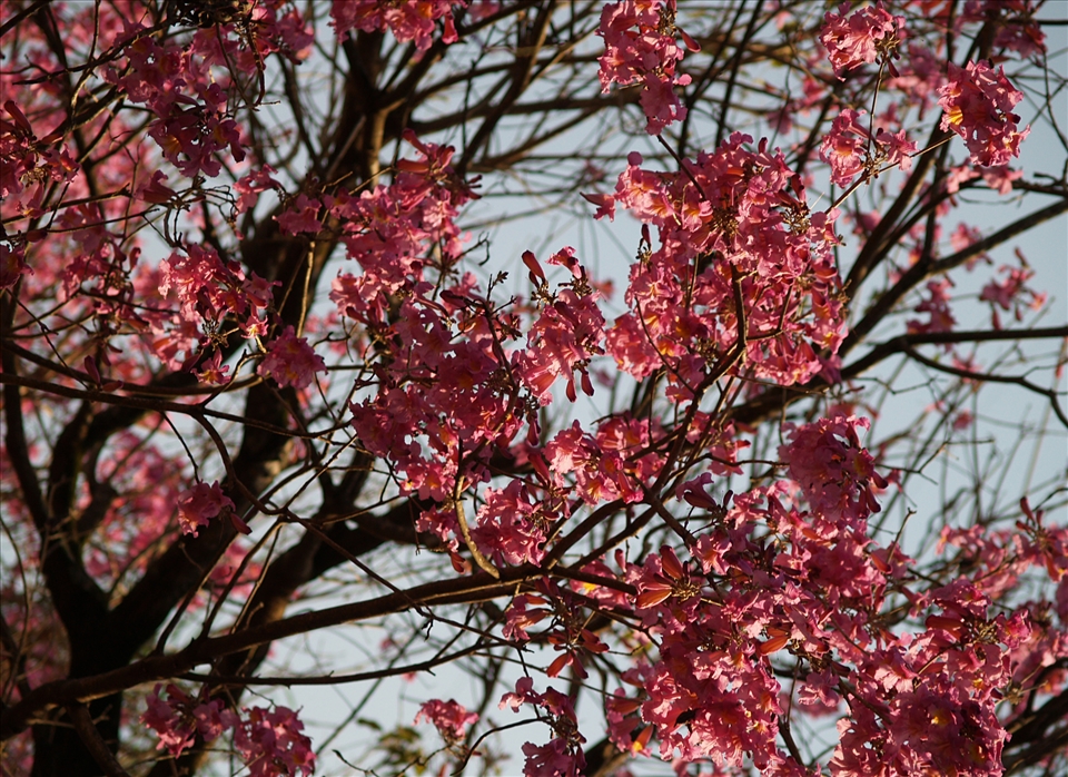 Colures, scents, and senses  remain so alive in a memory on a lapacho flower.