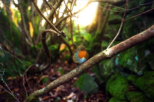 A lovely and friendly robin that loves to be photographed.