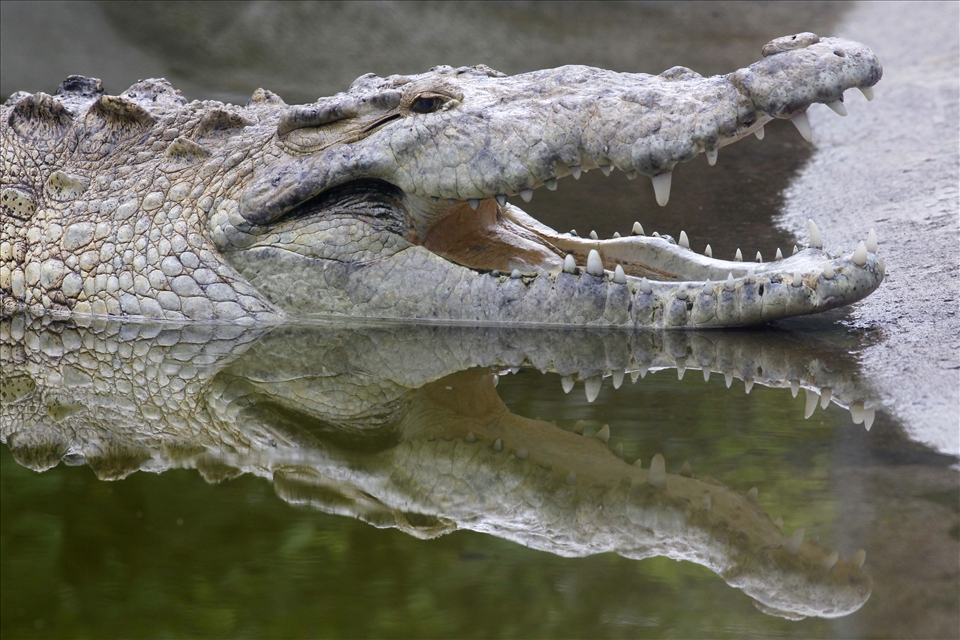 The natives claim that animals feel these changes when these phenomena occur