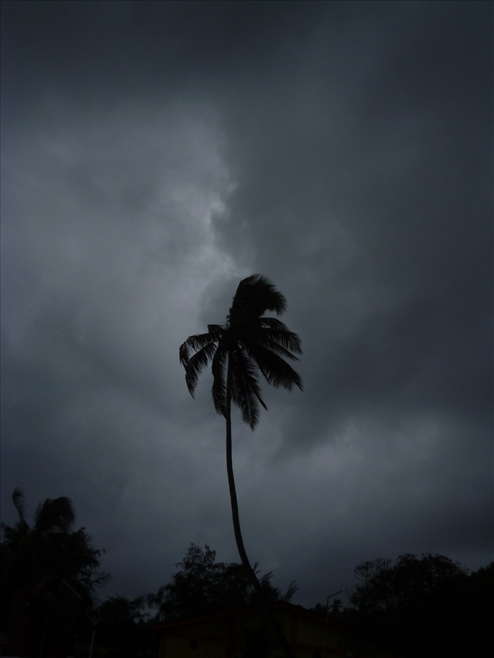 The sole standing coconut tree after the tsunami in Andaman and Nicobar islands