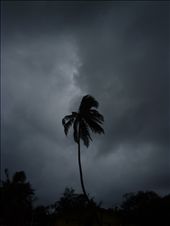 The sole standing coconut tree after the tsunami in Andaman and Nicobar islands: by imansadhu, Views[596]