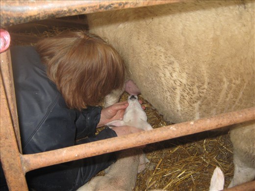 this lamb isn't instinctive