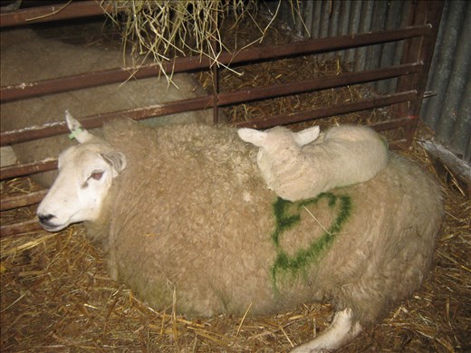 Only a day old... ahh