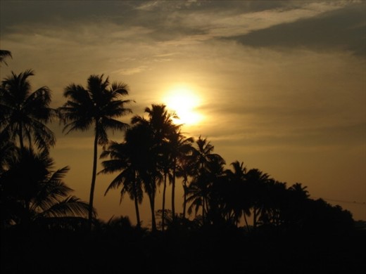 Kerala is a land known for its vast land covers of coconut trees. The coconut tree is also one of the state symbols of Kerala. These rows of gorgeous palm trees are all set to hide the setting sun behind them at Kottayam, Kerala.