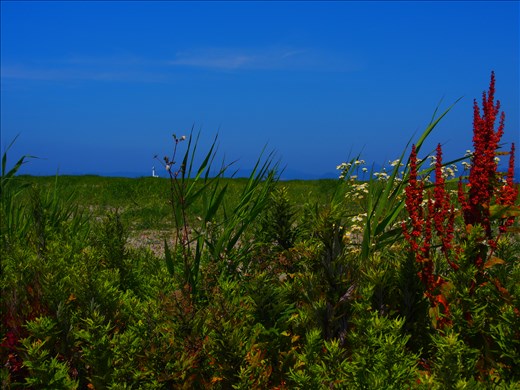 Summer is a canvas of vivid blues and greens, peppered with striking colour