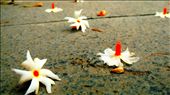 .: Paarijatak :. It's dawn: the petals, slightly worn .: by in-my-city, Views[180]