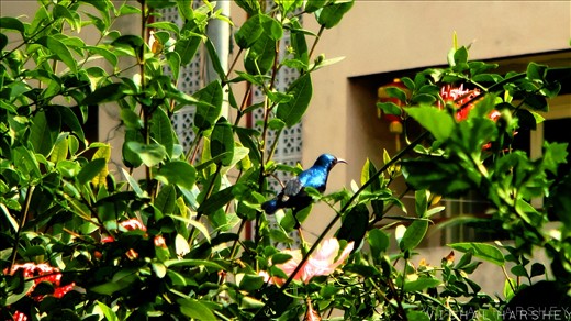 .: Blue shiny cowbird :. Lament for a Lost Way of Life .