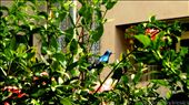.: Blue shiny cowbird :. Lament for a Lost Way of Life .: by in-my-city, Views[282]