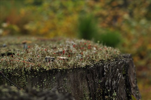 special unseen world