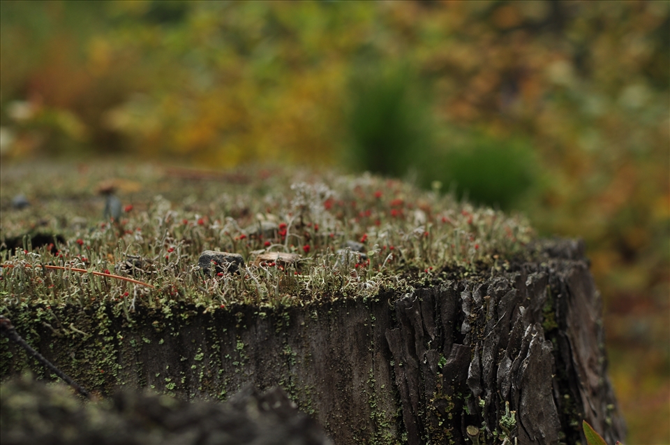 special unseen world