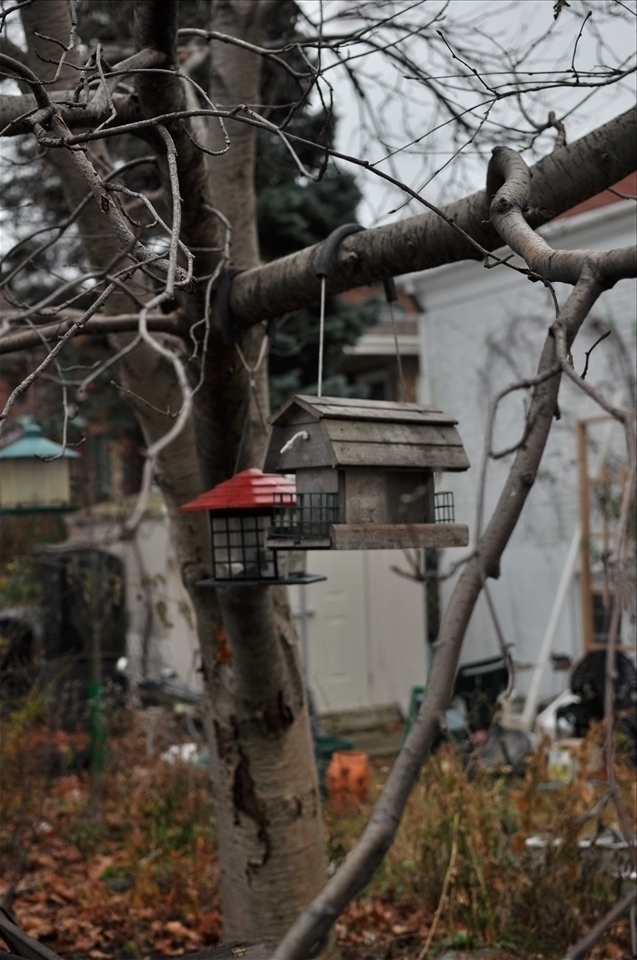 everybody needs a house