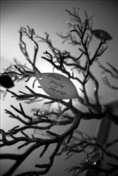 A closer view of the secret prayers on the Chapel's prayer tree: by in_wanderlust, Views[239]
