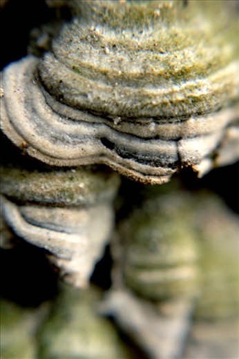 Icky fungus holds vibrant patterns and touchable textures. Everything is more pleasant if you see it differently. 