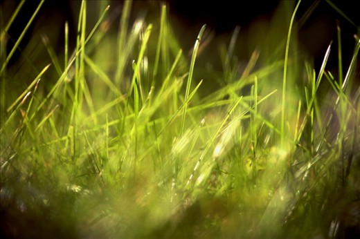 What if we were as tiny as they are? What if we were bugs? Long grasses to them are probably sky scrappers. 