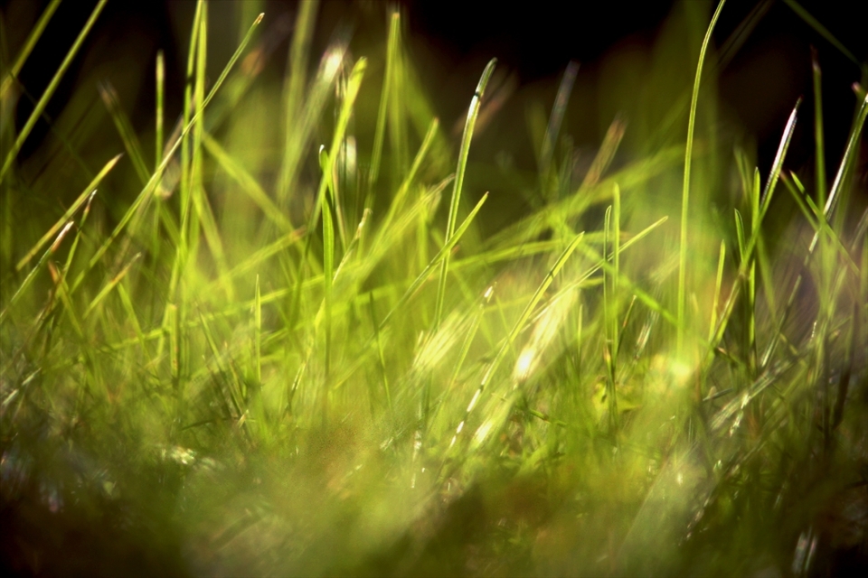 What if we were as tiny as they are? What if we were bugs? Long grasses to them are probably sky scrappers. 