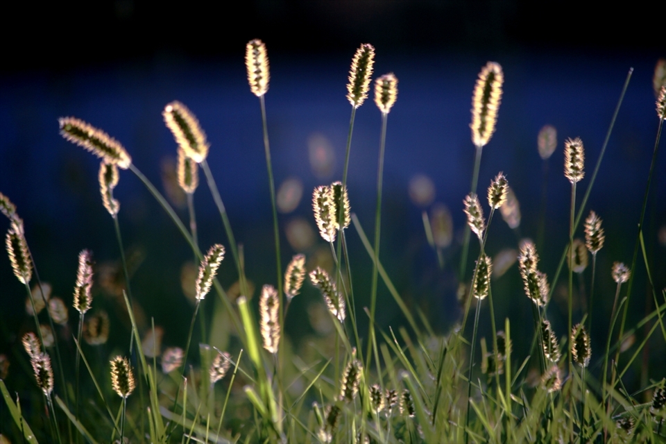 When the sun begins to set, the grasses illuminate and blow in the wind like fairies. 