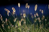 When the sun begins to set, the grasses illuminate and blow in the wind like fairies. : by indiabedson, Views[661]