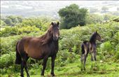 Free country with the free people and wild horses, freely walking in the green fields. The place I've visited - UK - has many faces.: by indietraveller, Views[383]