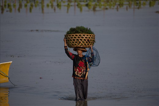 07:20 The seaweed farmers have been hard at work for two hours already. Indonesia is now the worlds largest producer of seaweed. It is sold for millions in many cosmetic products. But the farmers only just make enough money to survive working sun up to sun down, seven days a week