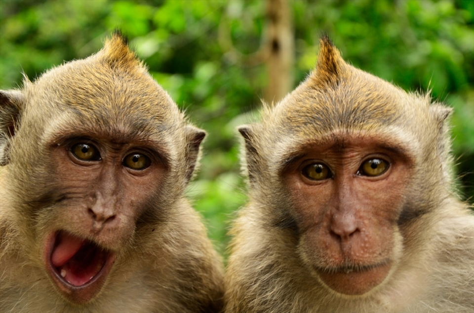 Inhabitants of holy temple