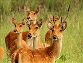 This is Dear but different teyp dear..He seen in Kanha forest..: by indra2472, Views[3235]