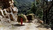 A village woman at work in your winter stock for fuel: by indra2472, Views[294]