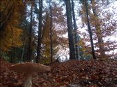 The autumn is my favourite season, because of all the colours the nature gave us, and since around ninety percent of Kärnten is wild nature, you will need more than three words to define the great amount of colours you will discover. But if you do not find the words, ¡never mind! Take a look around, maybe a small mushroom is growing from the ground looking proudly from down to the forest, and saying:  I am also part of this!: by inhabitantoftheworld, Views[613]