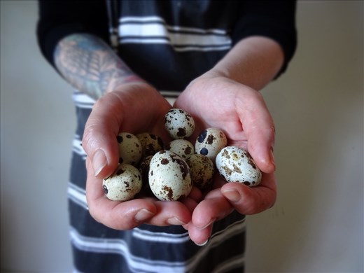beautiful fresh quail eggs